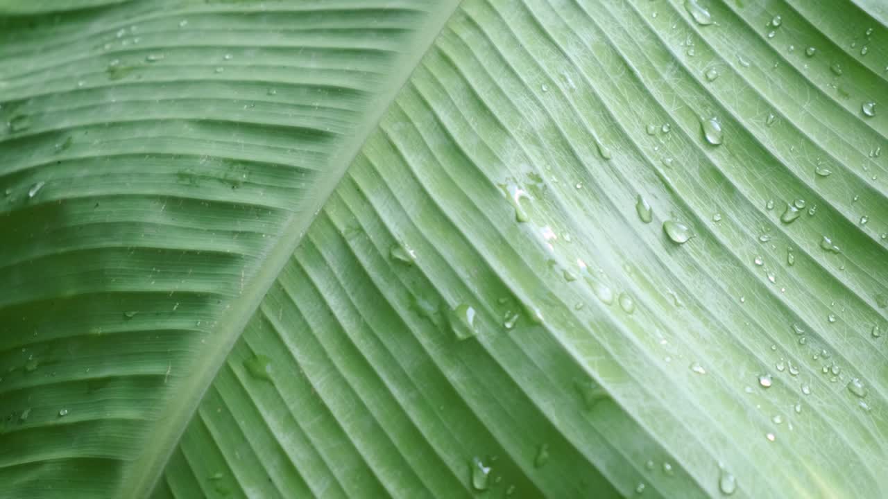 капли воды от дождя, который только что упал, расположены на большом банановом листе, в концепции свежести, свежести и обилия природы в тропических лесах.