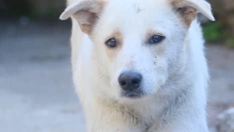 Streunender-Weißer-Hund,-Der-In-Die-Kamera-Schaut