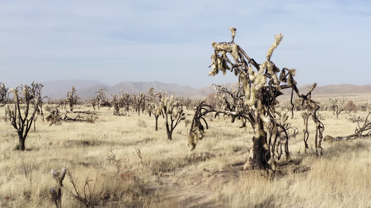 A panoramic view of a desert landscape with numerous Joshua trees and dry grass.