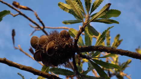 tiro a mano del árbol de banksia y vaina de semillas