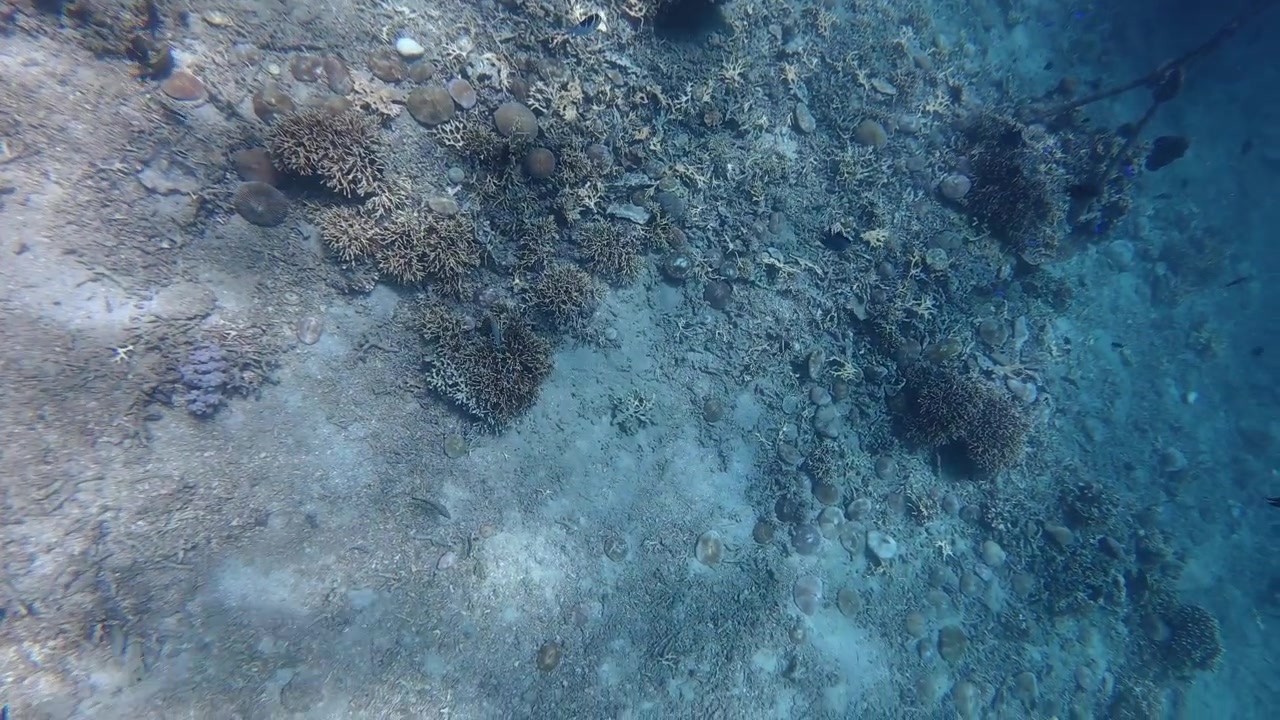 Underwater View of Coral Reef and Small Tropical Fish