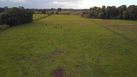 Flock-of-horses