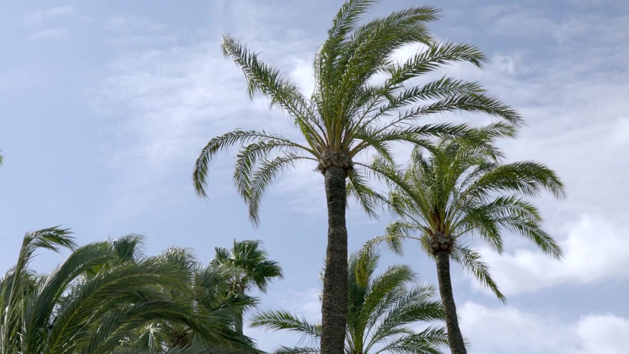 Le palme si muovono al vento sotto un cielo blu.