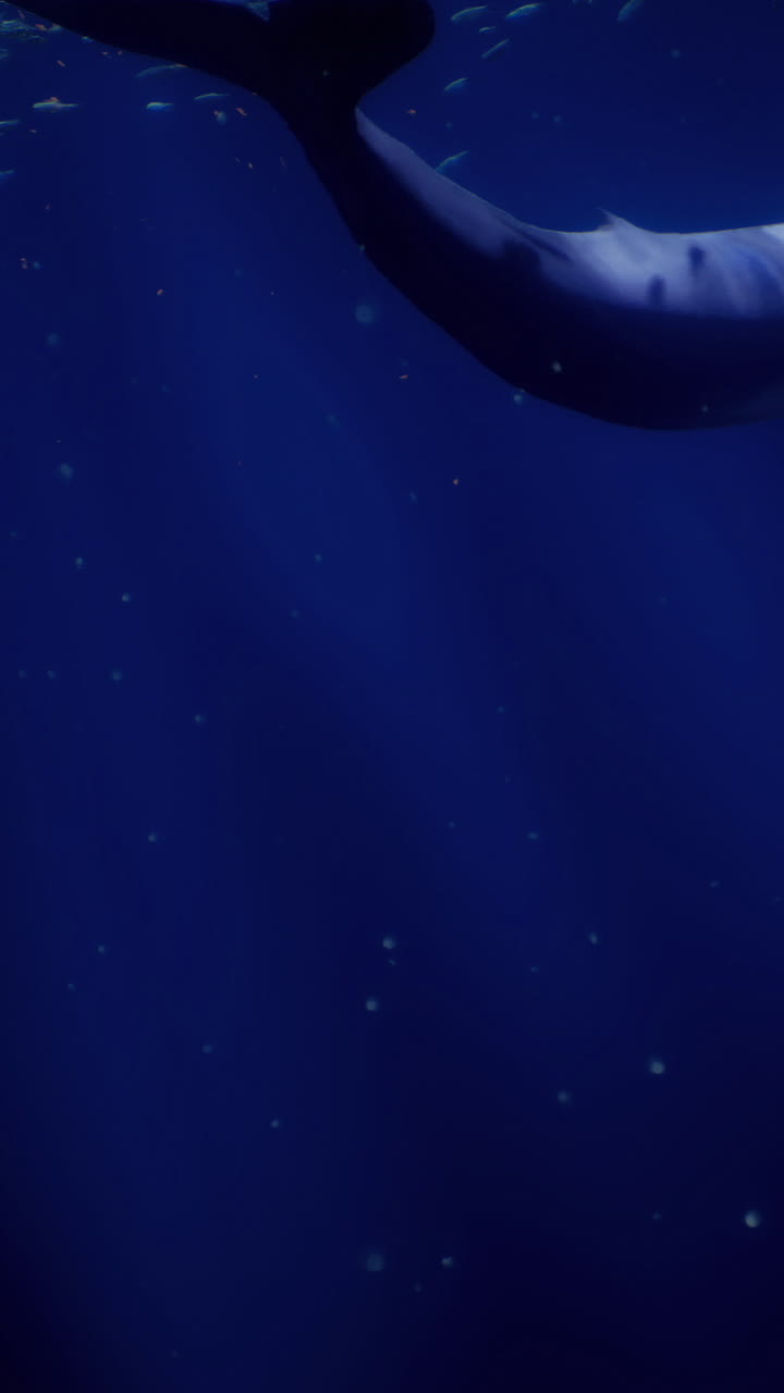 Mergulhando fundo no oceano para ver uma grande criatura nadando para longe