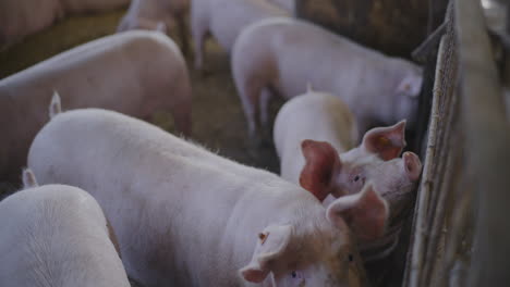 pigs in a farm pen