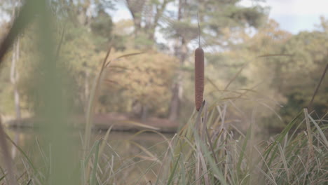 bull reed and rushed by lake swaying in the wind with autumn trees behind, in slow motion - ungraded