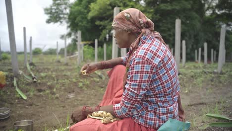 indian farmer eating lunch in the middle of the farmland after finishing first half in plantation of dragon fruit
