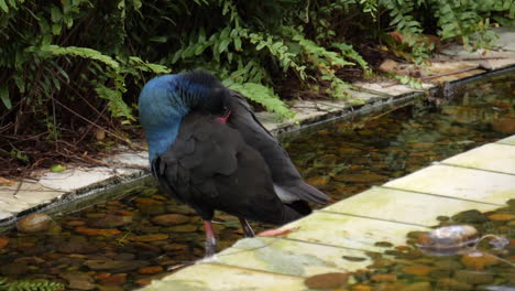 Una-Gallina-De-Pantano-No-Voladora-Takahē-De-La-Isla-Sur-En-Busca-De-Comida