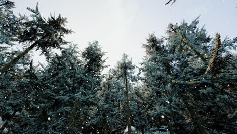 snowy forest canopy