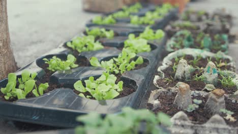 smooth tracking shot over sprouting vegetables in trays outdoor