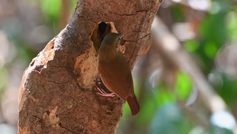 Malacocincla-Abbotti-Frisst-Würmer-Aus-Einem-Baumloch-Und-Fliegt-Dann-Nach-Rechts-Weg,-Wie-Im-Kaeng-Krachan-National-Park,-Thailand---Aus-Der-Nähe