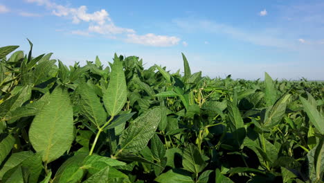 Campo-De-Soja-Bajo-El-Sol-Con-Cielo-Azul