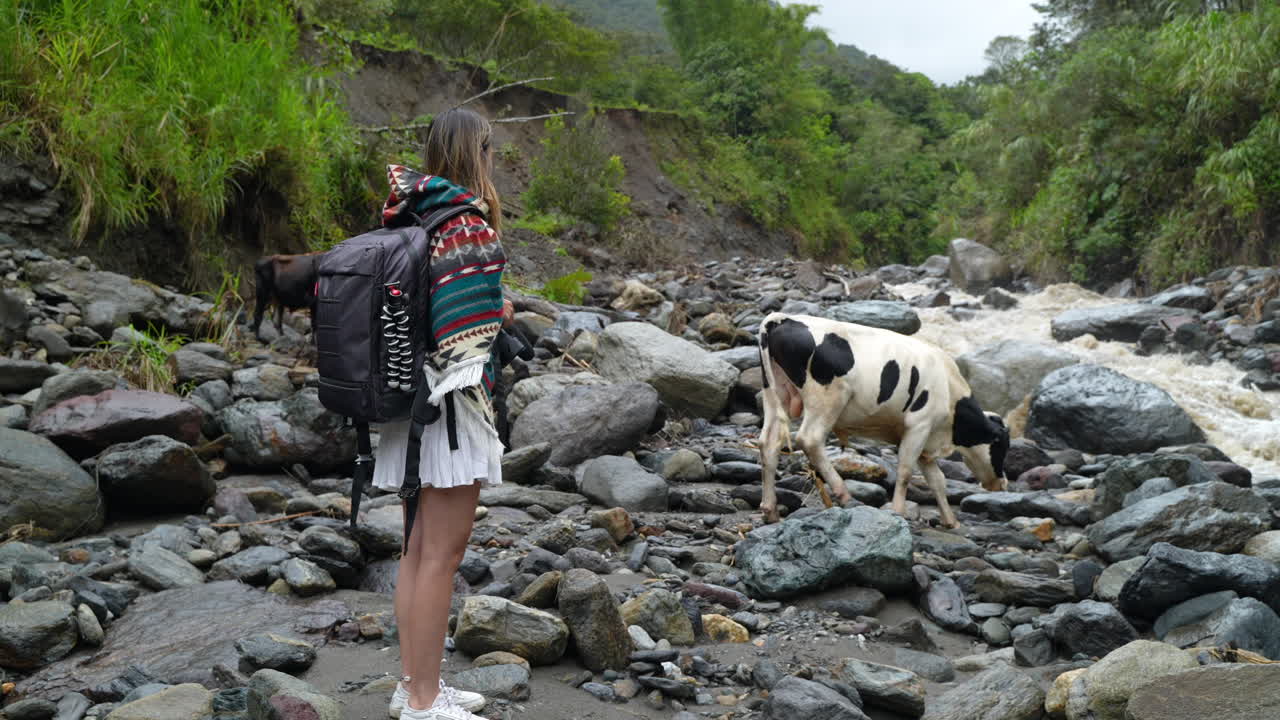 joven excursionista viendo vacas pastando en rocas al lado del río cerca de la selva amazónica - toma en cámara lenta