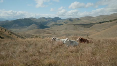 three cows resting on the grass after grazing in the gran sasso national park, italy, on autumnal morning with a beautiful overview of the hilly terrain