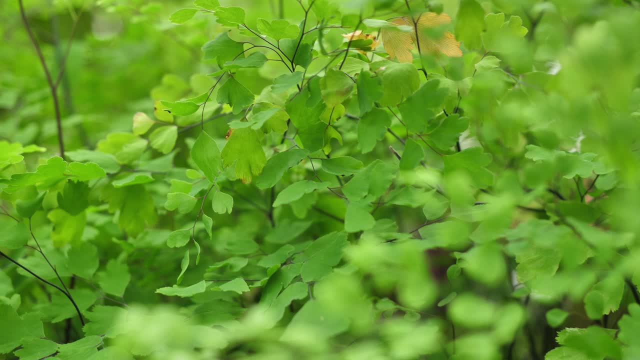 울창 한 초록색 페른 의 근접적 인 모습