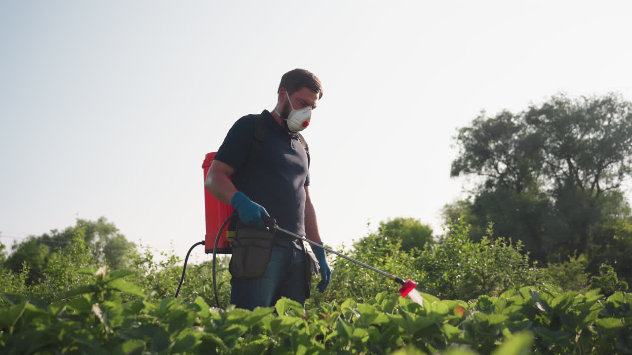 gardener wearing mask and gloves spraying pesticide with red backpack sprayer over leafy plants in field during late afternoon sun protective work in crop care and pest control