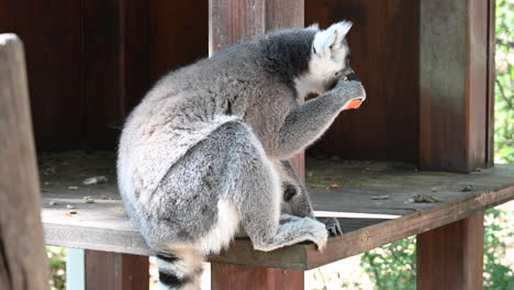 a-lemur-sits-and-eats-a-carrot-in-a-zoo-in-a-wooden-shelter-inside-a-forest