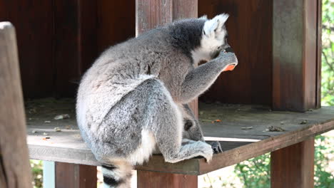 un lémur se sienta y come una zanahoria en un zoológico en un refugio de madera dentro de un bosque