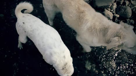 dogs walking in the river