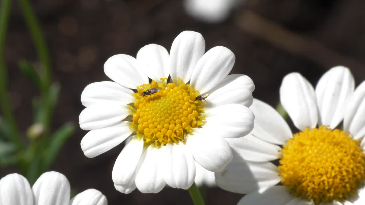 Fiore di camomilla bianca fiorito con piccole mosche e una larva, vista macro.