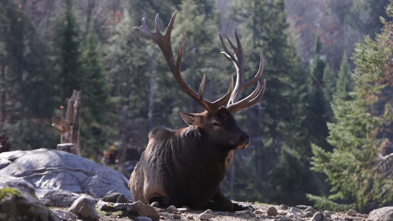 elg okse som ligger på solfylte steiner mens høstbladene faller i løpet av rutting sesongen