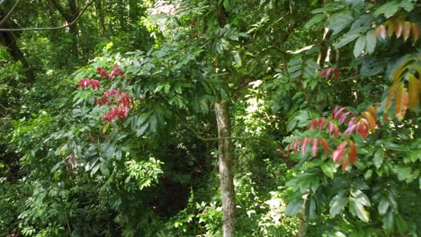 Forward-aerial-pan-of-green-leafy-trees-in-lush-forest-in-Colombia