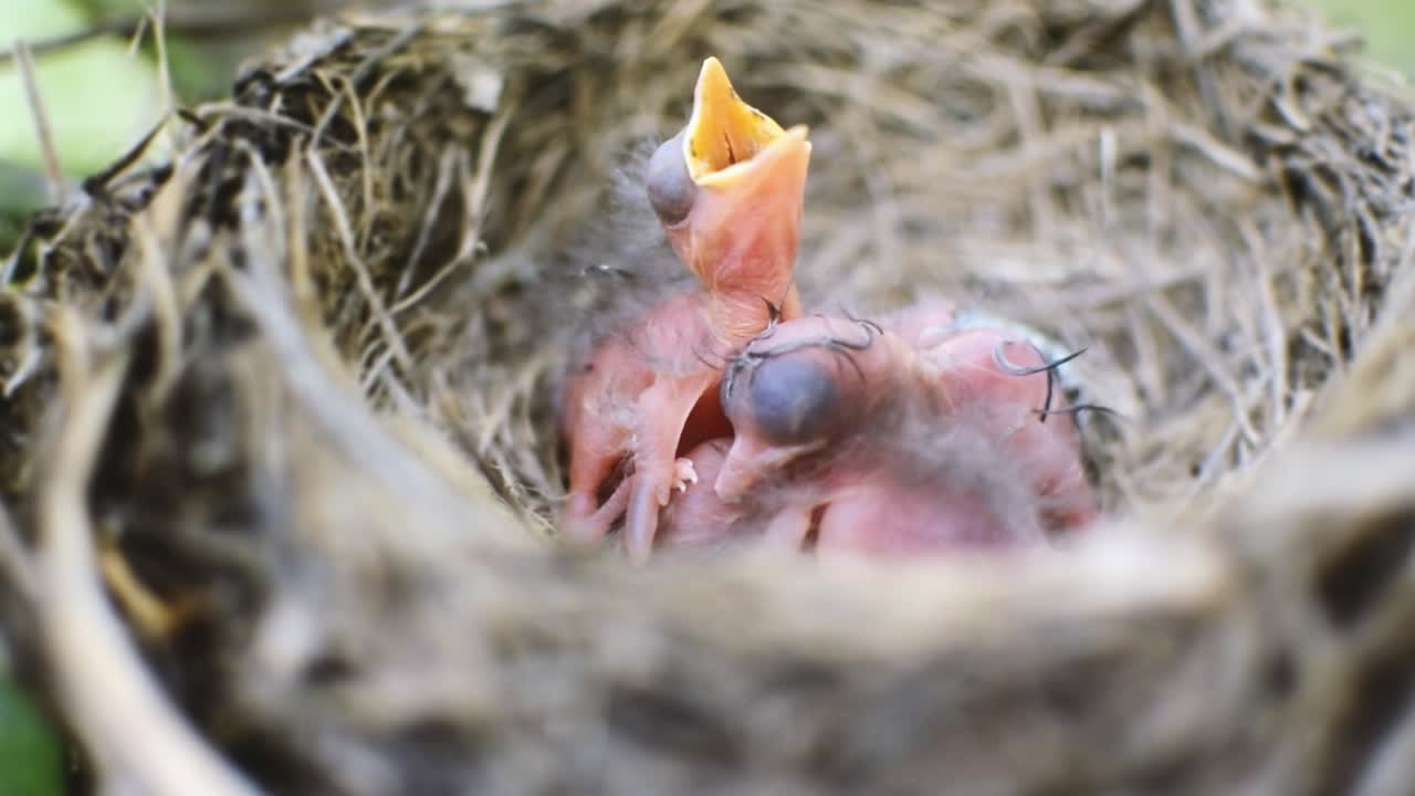 Three newborn birds in a nest calling for their mother