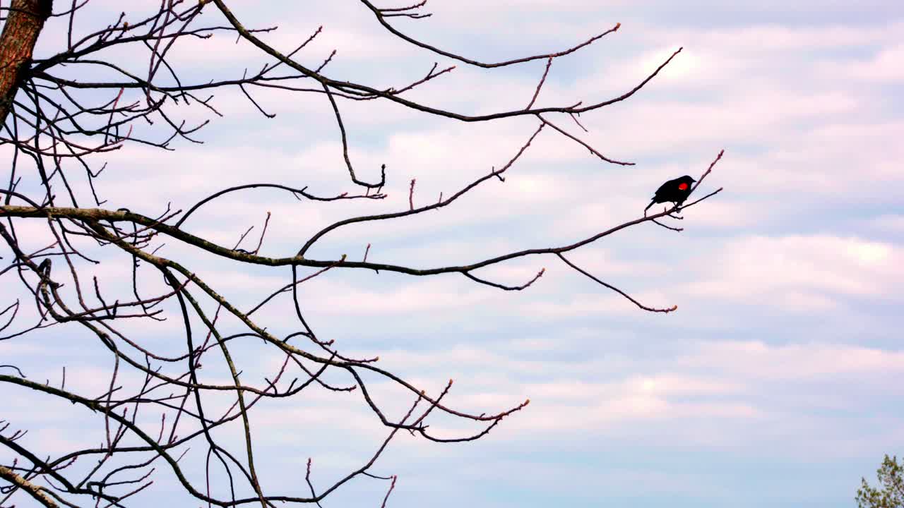 Wide shot of bird on branch with cloudy sky.
