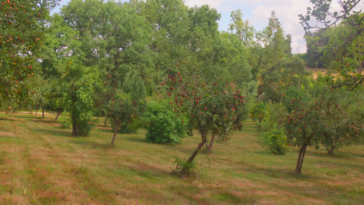 Apple trees in a sunny orchard with lush green surroundings