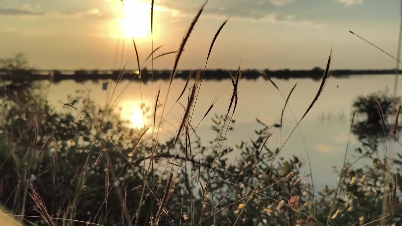Tramonto dorato su un lago calmo con erba alta in primo piano.