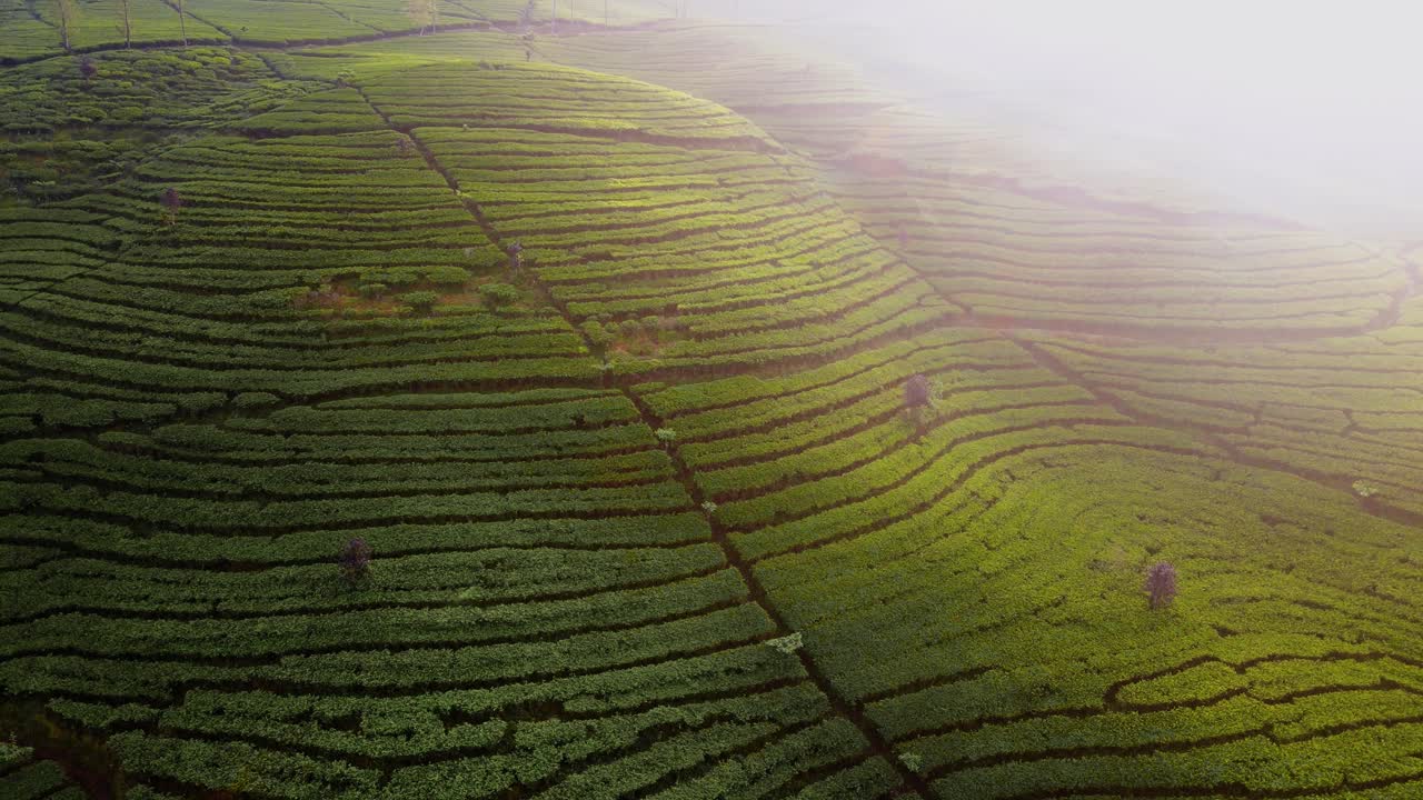 Piantagione di tè verde e fresco in una mattina d'estate con i raggi del sole nascente