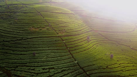 plantación de té verde fresco en la mañana de verano con los rayos del sol naciente