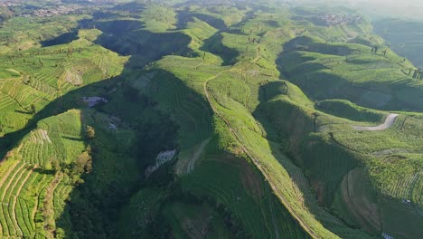 aerial shot of green terraced hills under clear skies. natural patterns of tobacco plantation on the slope of mount sumbing, indonesia