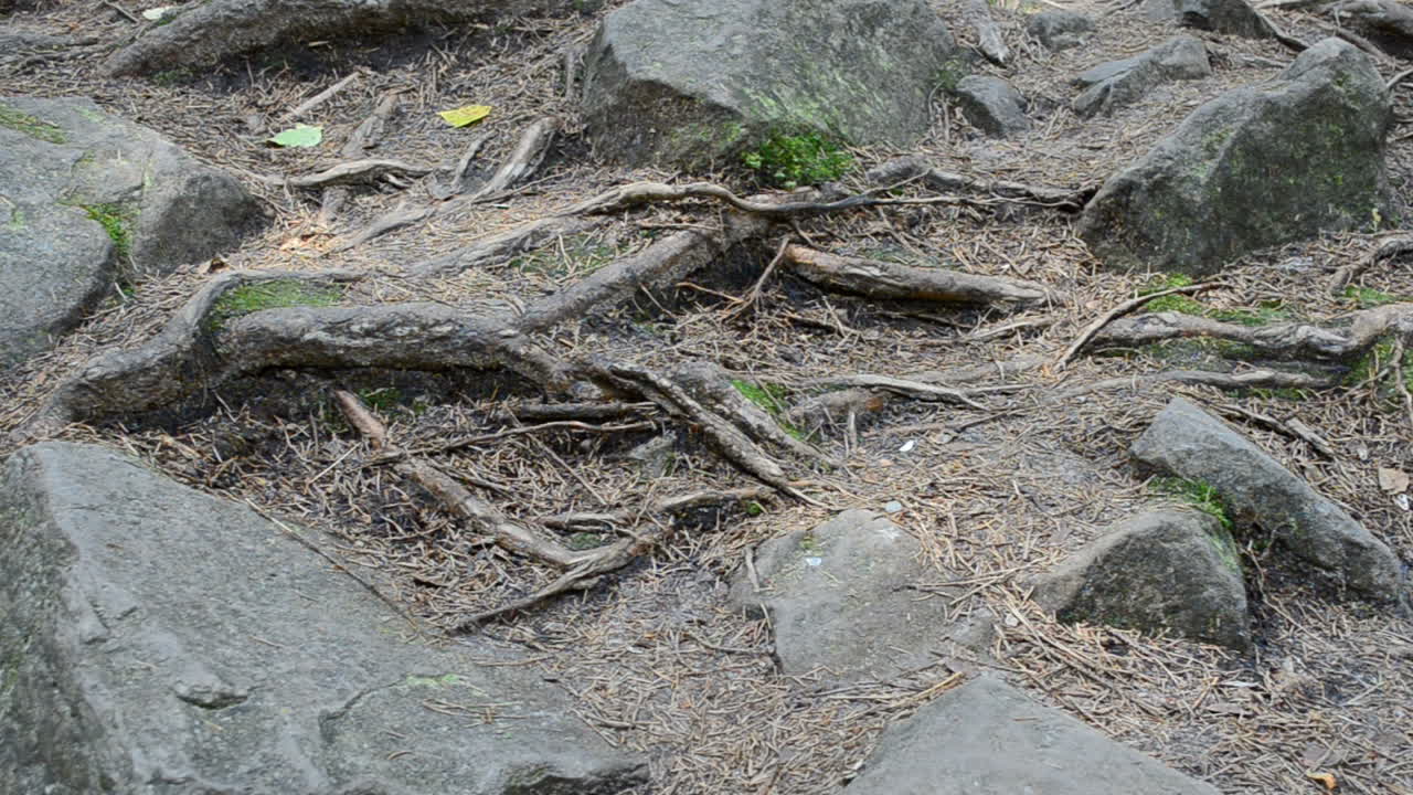 Roots of trees among stones. Shooting in mountains