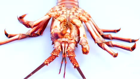 Live Cape Rock lobster (crayfish) lying on its back on white surface, rack focus