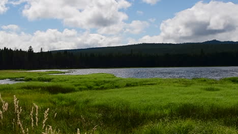 Panning-of-lake-and-grass-blowing