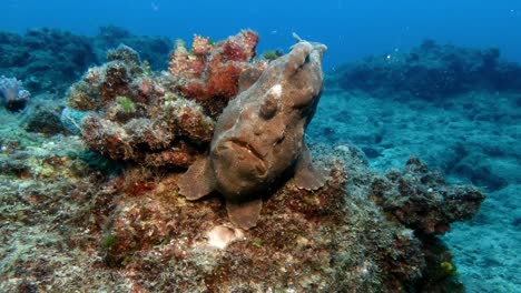 frontal view of frog fish latched onto red algae covered reef in the ocean mauritius