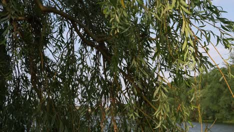 weeping willow tree leaves blowing against blue sky