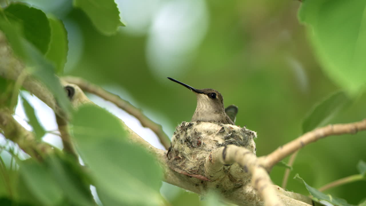 colibrí en nido rodeado de ramas que soplan