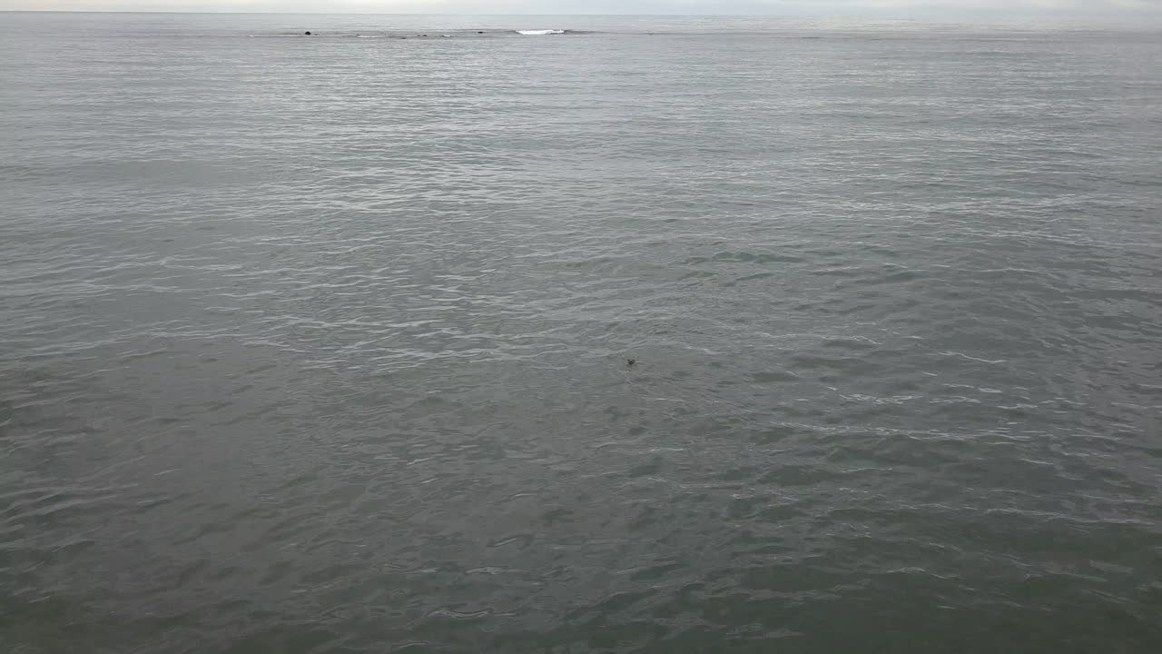 머리가 물 밖으로 나온 아이슬란드 바다표범의 드론 샷