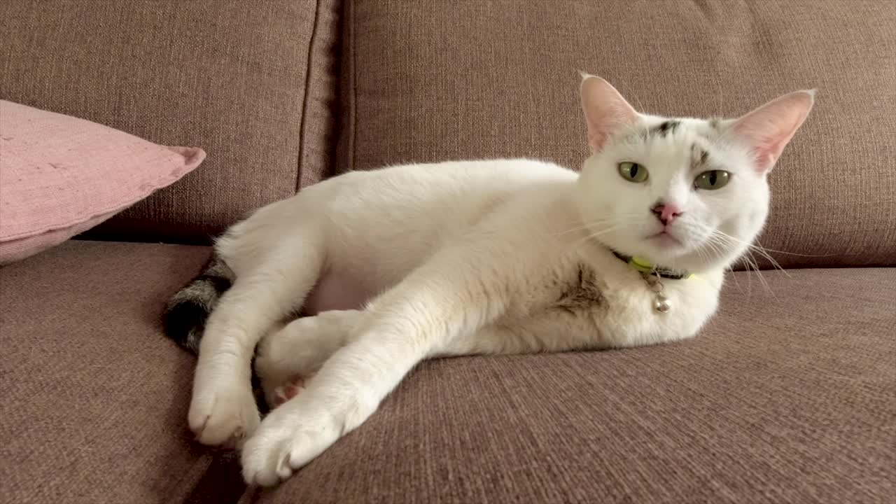 Gatto domestico bianco e marrone con occhi verdi sdraiato su un divano