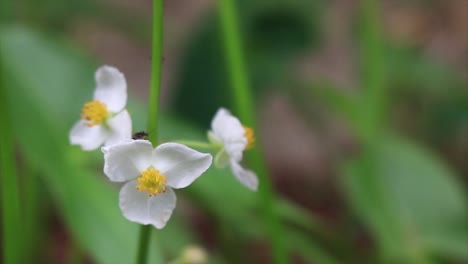 Primer-Plano-De-Flor,-Trillium-En-Un-Bosque-En-Un-Día-Soleado