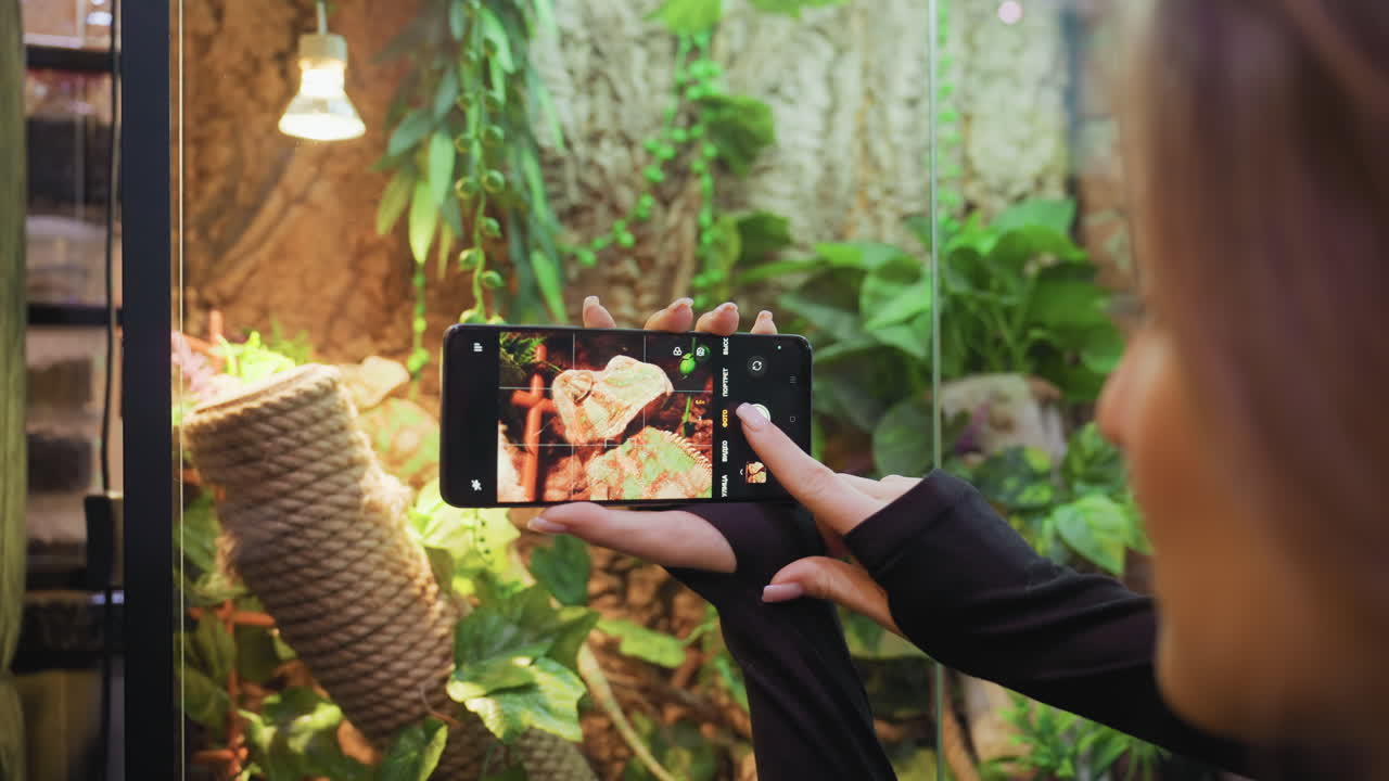 Close up of woman holding smartphone to capture photo of colorful chameleon resting among ropes and lush green plants in indoor tropical enclosure under soft artificial lighting