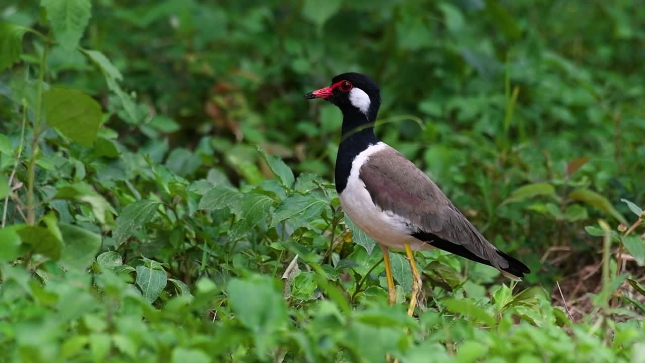 el avefría de barbas rojas es una de las aves más comunes de tailandia