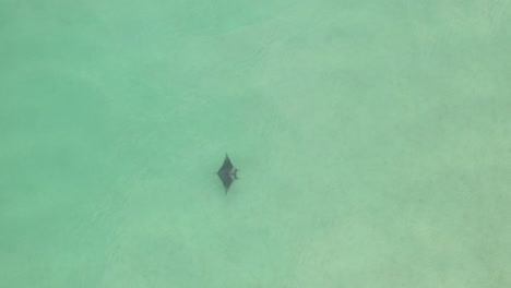 top down view: manta ray swims across frame in clear green sea water