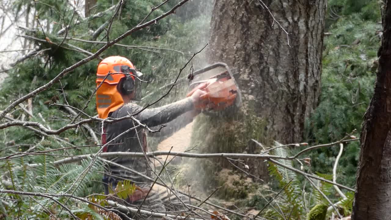 toma en cámara lenta del árbol de corte de leñador con una motosierra con polvo de sierra volando