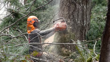 slow motion shot of logger cutting tree with a chainsaw with saw dust flying