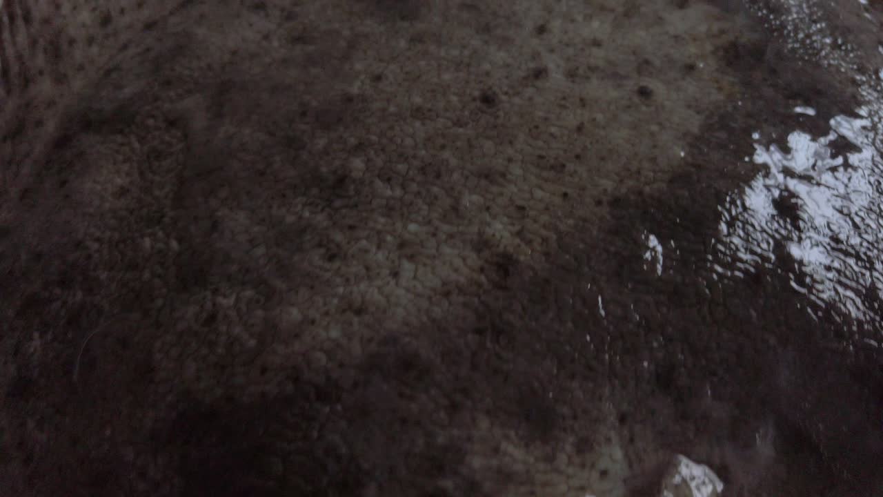 свежая камбала тюрбо от головы до хвоста с блестящей кожей, детальный снимок крупным планом