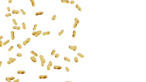 flying many peanuts on white background. raw peanuts. groundnuts in shells. healthy organic food. 3d loop animation of seed rotating.