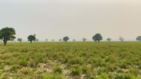 Pov-Pan-of-Wide-Open-Dry-Wetland-with-Trees-and-Mysterious-Fog-in-Background